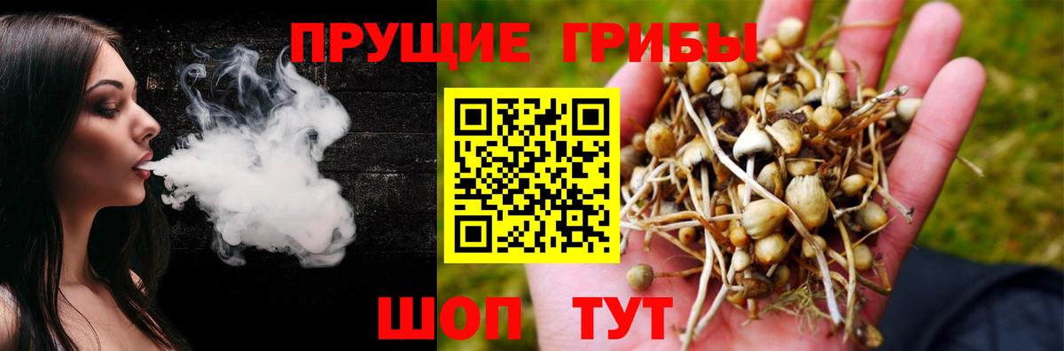 Псилоцибиновые грибы Cubensis  Югорск  Псилоцибиновые грибы GOLDEN TEACHER 